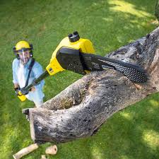 Best Lawn Renovation and Restoration  in Cao, ND