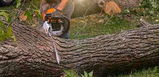 Best Tree Removal  in Cao, ND