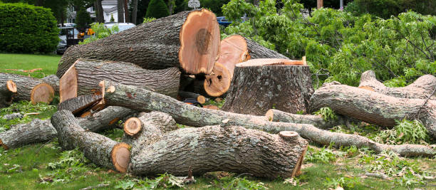 How Our Tree Care Process Works  in  Cando, ND